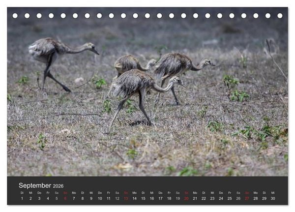 Produktbild: Wildlife Pantanal 2026 (Tischkalender 2026 DIN A5 quer), CALVENDO Monatskalender