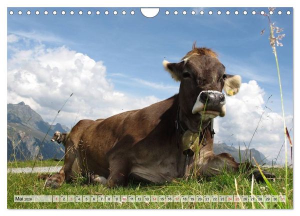 Produktbild: Gl&uuml;ckliche K&uuml;he auf saftigen Wiesen (Wandkalender 2026 DIN A4 quer), CALVENDO Monatskalender