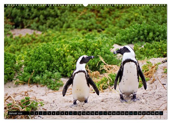 Produktbild: Big Five aus dem Ozean Hai, Delphin, Wal, Robbe, Pinguin (Wandkalender 2026 DIN A2 quer), CALVENDO Monatskalender