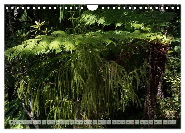 Produktbild: Prim&auml;rwald - Neuseeland (Wandkalender 2026 DIN A4 quer), CALVENDO Monatskalender