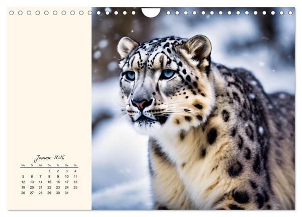 Produktbild: Im Reich der Schneeleoparden (Wandkalender 2026 DIN A4 quer), CALVENDO Monatskalender