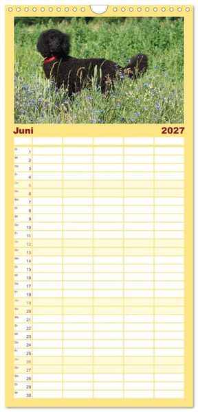 Produktbild: Familienplaner 2027 - Lockenw&ouml;lfe - Energieb&uuml;ndel Pudel mit 5 Spalten (Wandkalender, 21 x 45 cm) CALVENDO