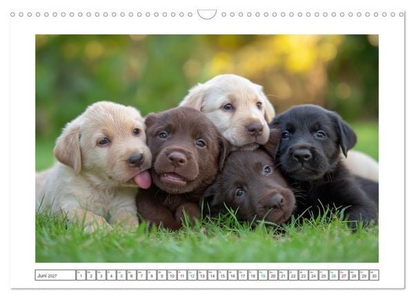 Produktbild: Labrador Liebe (Wandkalender 2027 DIN A3 quer), CALVENDO Monatskalender