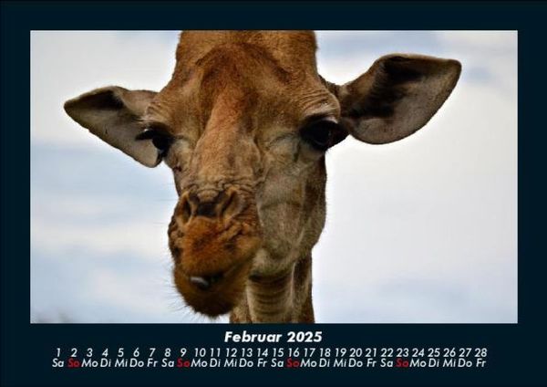 Produktbild: Giraffen 2025 Fotokalender DIN A5