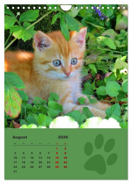 Produktbild: Wilde T&auml;tzchen, kleine wilde Katzen entdecken die Welt (Wandkalender 2026 DIN A4 hoch), CALVENDO Monatskalender