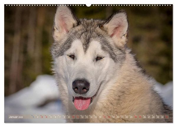 Produktbild: Alaskan Malamute in seinem Element (hochwertiger Premium Wandkalender 2026 DIN A2 quer), Kunstdruck in Hochglanz