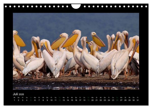 Produktbild: Wilde Tiere Afrikas (Wandkalender 2026 DIN A4 quer), CALVENDO Monatskalender