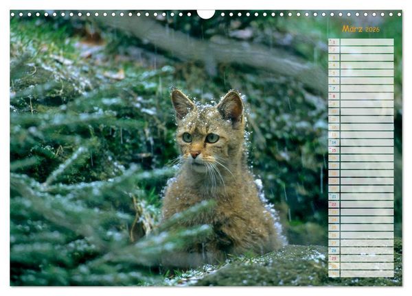 Produktbild: Tiere des Waldes (Wandkalender 2026 DIN A3 quer), CALVENDO Monatskalender