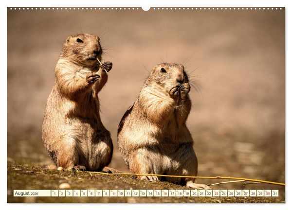 Produktbild: Pr&auml;riehunde - s&uuml;&szlig;e S&auml;uger (hochwertiger Premium Wandkalender 2026 DIN A2 quer), Kunstdruck in Hochglanz