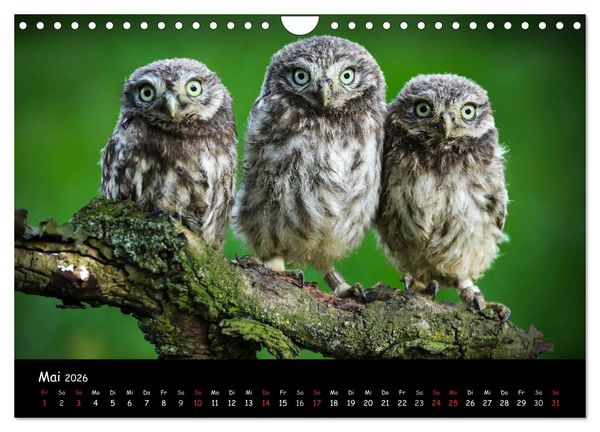 Produktbild: Billerbeck - Perle der Baumberge (Wandkalender 2026 DIN A4 quer), CALVENDO Monatskalender