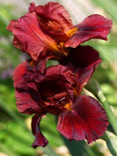 Produktbild: CALVENDO Puzzle Traumhafte Iris Bl&uuml;ten | 1000 Teile Lege-Gr&ouml;&szlig;e 64x48cm Foto-Puzzle f&uuml;r gl&uuml;ckliche Stunden