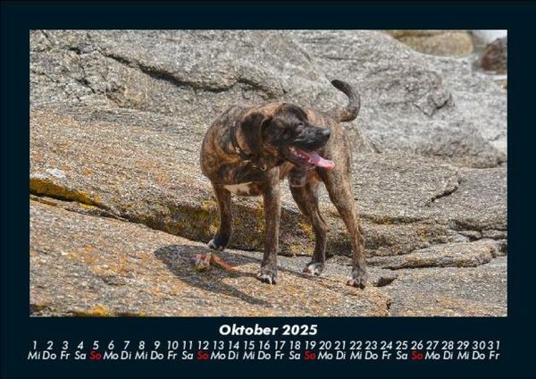 Produktbild: Hunde 2025 Fotokalender DIN A5