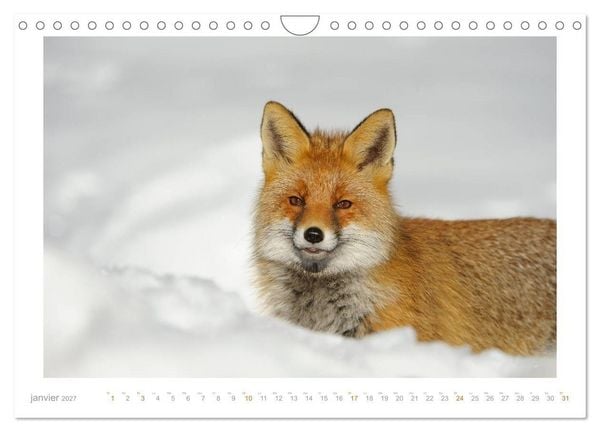 Produktbild: Un an avec le renard roux (Calendrier mural 2027 DIN A4 vertical), CALVENDO calendrier mensuel