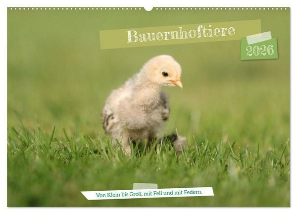 Bauernhoftiere - Von Klein bis Groß, mit Fell und mit Federn. (Wandkalender 2026 DIN A2 quer), CALVENDO Monatskalender