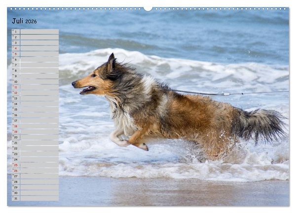 Produktbild: Highland Hawk Fame - Ein Collie begleitet durch das Jahr (Wandkalender 2026 DIN A2 quer), CALVENDO Monatskalender
