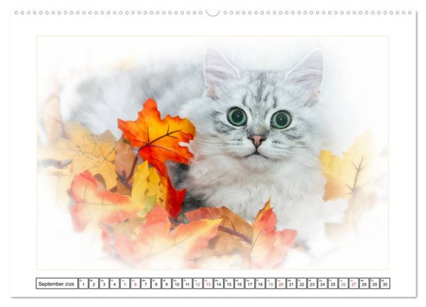 Produktbild: Katzen &ndash; Treue Begleiter (CH - Version) (hochwertiger Premium Wandkalender 2026 DIN A2 quer), Kunstdruck in Hochglanz