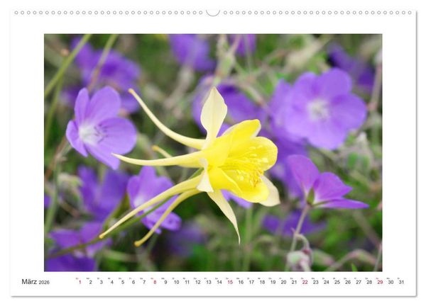 Produktbild: Akeleien im Garten (hochwertiger Premium Wandkalender 2026 DIN A2 quer), Kunstdruck in Hochglanz