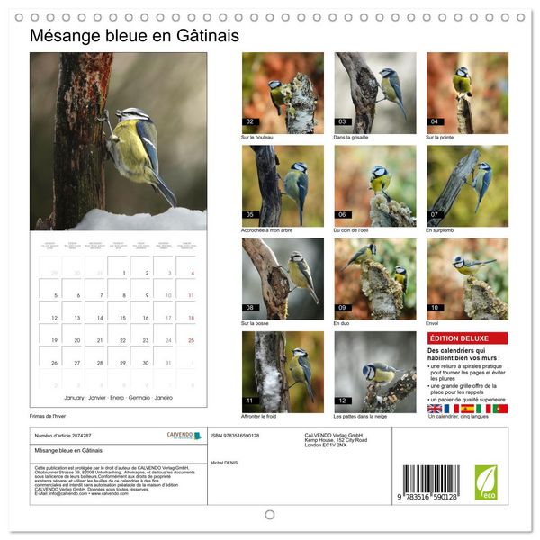 Produktbild: M&eacute;sange bleue en G&acirc;tinais (Calendrier mural carr&eacute; 2026 30x30 cm) Calendrier double avec une page pour vos prises de notes