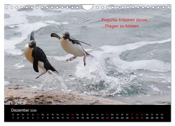 Produktbild: Wovon Pinguine tr&auml;umen (Wandkalender 2026 DIN A4 quer), CALVENDO Monatskalender