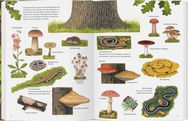 Produktbild: Die wunderbare Welt der Eiche