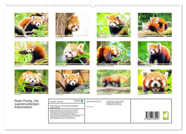 Produktbild: Roter Panda. Die superknuddeligen Katzenb&auml;ren (hochwertiger Premium Wandkalender 2026 DIN A2 quer), Kunstdruck in Hochglanz