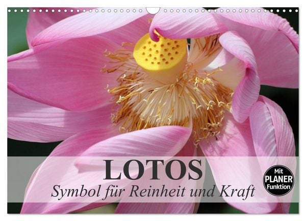 Produktbild: Lotos. Symbol f&uuml;r Reinheit und Kraft (Wandkalender 2026 DIN A3 quer), CALVENDO Monatskalender