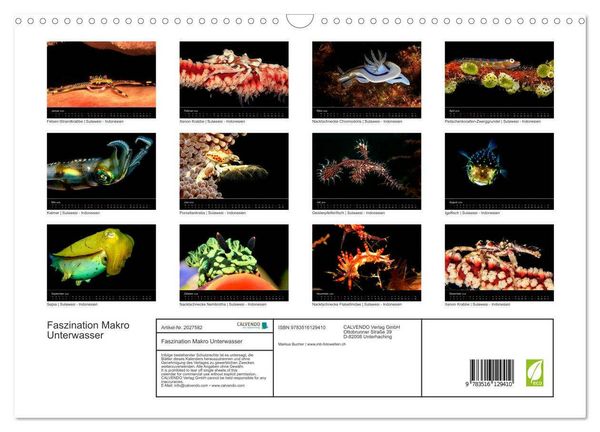 Produktbild: Faszination Makro Unterwasser (Wandkalender 2026 DIN A3 quer), CALVENDO Monatskalender
