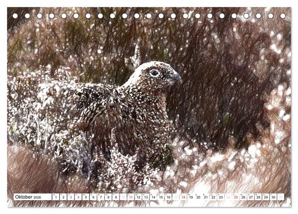 Produktbild: Schottlands Vogelwelt - Ein Portr&auml;t in Zeichnungen (Tischkalender 2026 DIN A5 quer), CALVENDO Monatskalender
