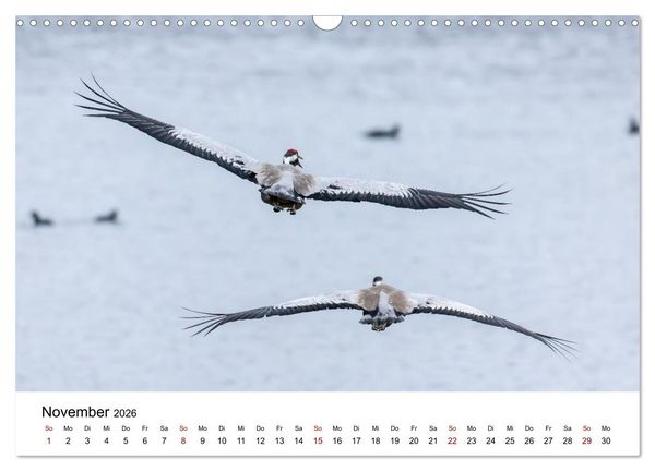 Produktbild: Kraniche im Erzgebirge (Wandkalender 2026 DIN A3 quer), CALVENDO Monatskalender