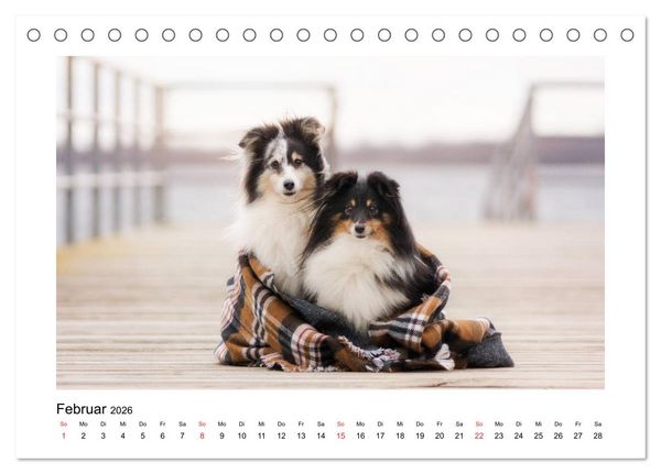 Produktbild: Herzensshelties - Shetland Sheepdogs (Tischkalender 2026 DIN A5 quer), CALVENDO Monatskalender