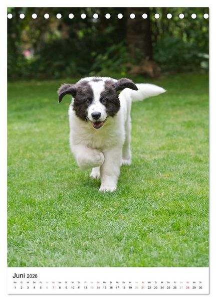 Produktbild: Kleine und gro&szlig;e Hundekinder 2026 (Tischkalender 2026 DIN A5 hoch), CALVENDO Monatskalender