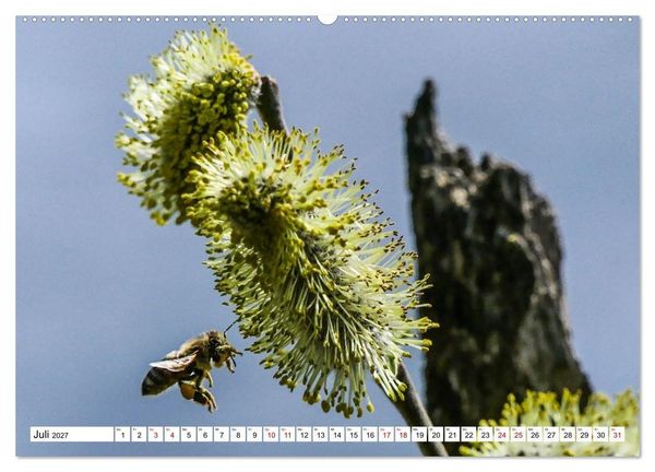 Produktbild: Das Schwenninger Moos - ein vielseitiger Lebensraum (hochwertiger Premium Wandkalender 2027 DIN A2 quer), Kunstdruck in Hochglanz