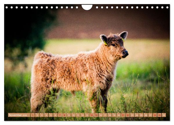 Produktbild: Mutterk&uuml;he (Wandkalender 2026 DIN A4 quer), CALVENDO Monatskalender