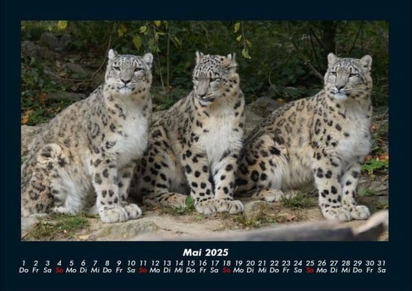 Produktbild: Welt der Tiere 2025 Fotokalender DIN A4