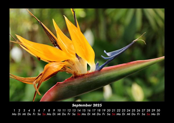 Produktbild: Blumentr&auml;ume 2025 Fotokalender DIN A3