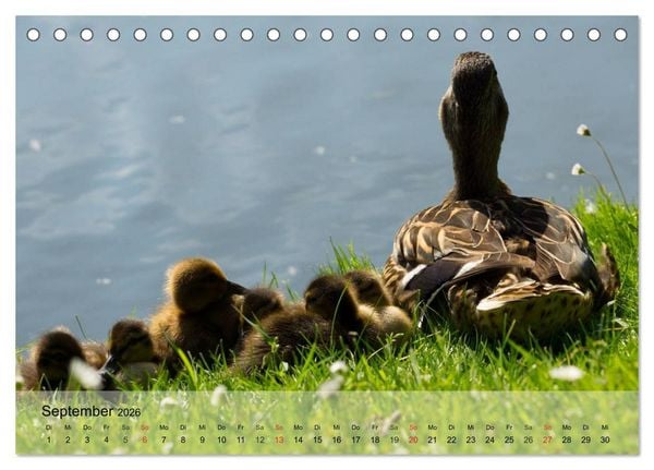 Produktbild: G&auml;nse und Enten. Schnattern, watscheln, quaken! (Tischkalender 2026 DIN A5 quer), CALVENDO Monatskalender
