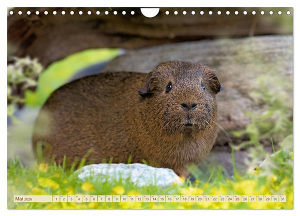Produktbild: MEERSCHWEINCHEN neugierig - s&uuml;&szlig; - liebenswert (Wandkalender 2026 DIN A4 quer), CALVENDO Monatskalender