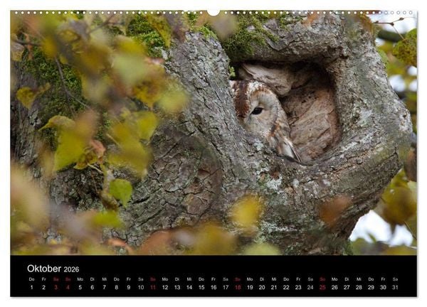 Produktbild: Waldk&auml;uze, fotografiert in M&uuml;nchen (Wandkalender 2026 DIN A2 quer), CALVENDO Monatskalender