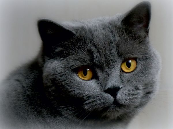 Produktbild: BKH-Katze (Puzzle)