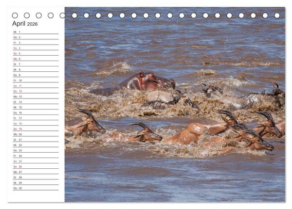 Produktbild: Emotionale Momente: Nilpferde hautnah (Tischkalender 2026 DIN A5 quer), CALVENDO Monatskalender