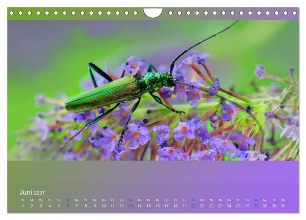 Produktbild: Falter, K&auml;fer und Co.faszinierend, doch extrem gef&auml;hrdet (Wandkalender 2027 DIN A4 quer), CALVENDO Monatskalender