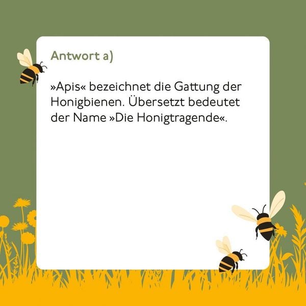 Produktbild: Bienen-Quiz