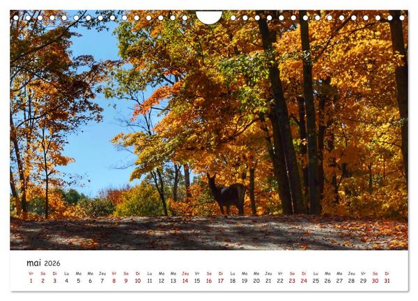 Produktbild: Automne haut en couleurs (Calendrier mural 2026 DIN A4 vertical), CALVENDO calendrier mensuel
