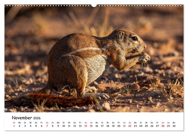 Produktbild: Afrikas kleine Stars (Wandkalender 2026 DIN A2 quer), CALVENDO Monatskalender