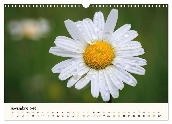 Produktbild: Au c&oelig;ur des fleurs (Calendrier mural 2026 DIN A3 vertical), CALVENDO calendrier mensuel