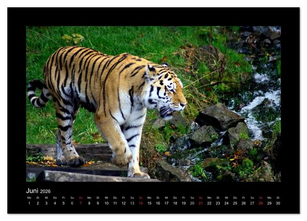 Produktbild: Welt der Katzen - Tiger (Wandkalender 2026 DIN A4 quer), CALVENDO Monatskalender