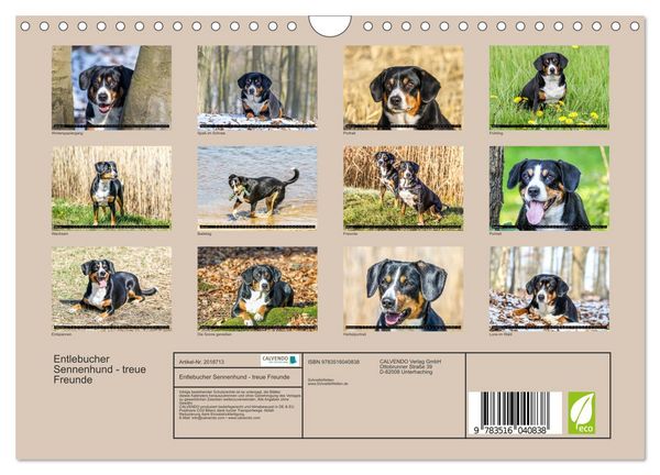 Produktbild: Entlebucher Sennenhund - treue Freunde (Wandkalender 2026 DIN A4 quer), CALVENDO Monatskalender