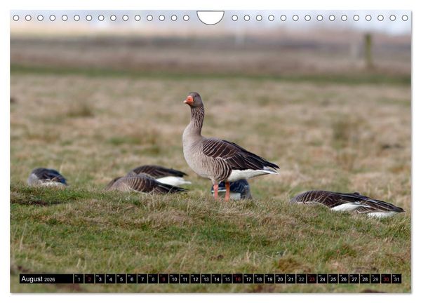Produktbild: Gefiederte Sch&ouml;nheiten - Wildg&auml;nse in Norddeutschland (Wandkalender 2026 DIN A4 quer), CALVENDO Monatskalender