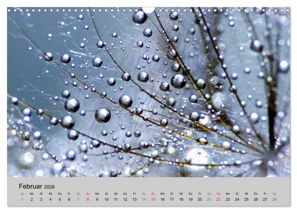 Produktbild: Naturjuwel Pusteblume (Wandkalender 2026 DIN A3 quer), CALVENDO Monatskalender