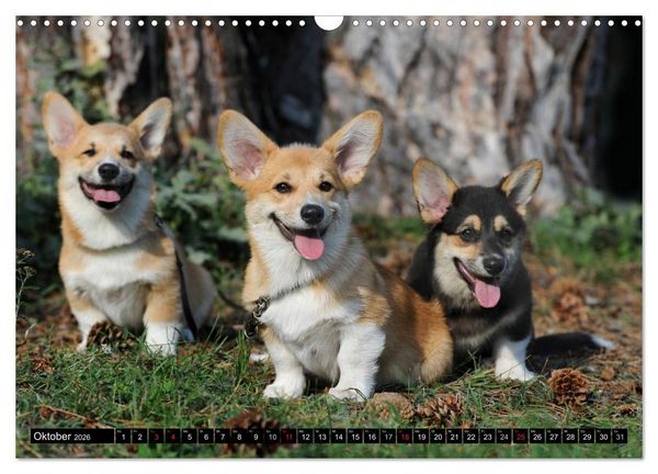 Produktbild: Welsh Corgi - Kobold auf 4 Pfoten (Wandkalender 2026 DIN A3 quer), CALVENDO Monatskalender